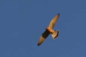 Falco naumanni