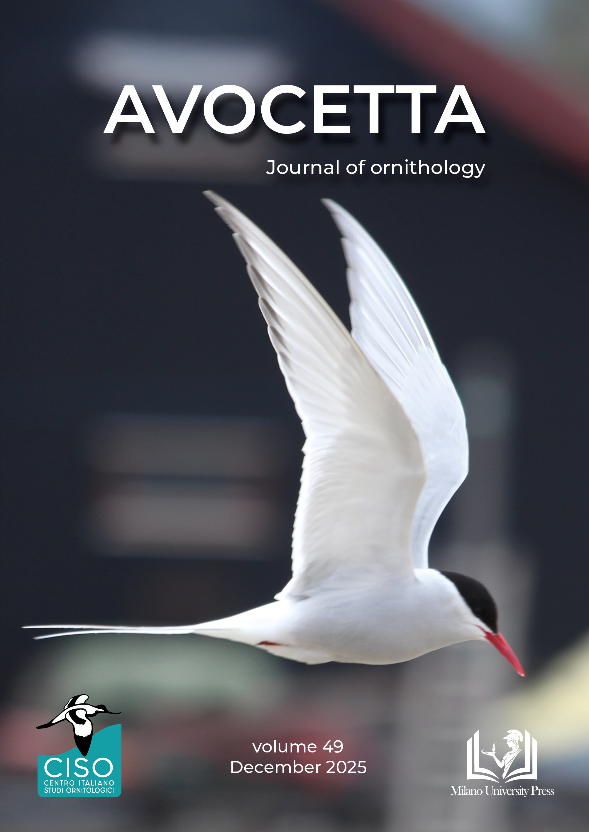 Avocetta cover 49